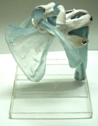 Shoulder Joint Translucent Soft Gel Like Material Pharmaceutical and Anatomical Model Gifts